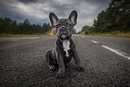 young French Bulldog