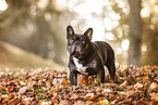 French bulldog in autumn