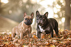 French bulldog in autumn