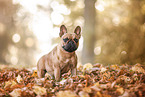 French bulldog in autumn