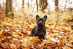 French bulldog in autumn