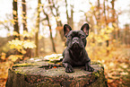 French bulldog in autumn