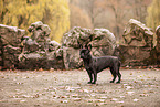 French bulldog in autumn