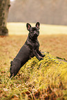 French bulldog in autumn