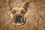 French Bulldog at stubble field