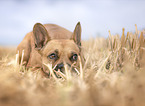 French Bulldog at stubble field