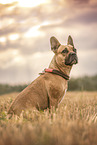 French Bulldog at stubble field