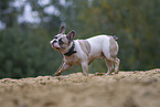 French Bulldog