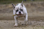 French Bulldog