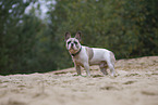French Bulldog