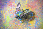 French Bulldog with holi colour