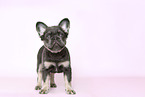 longhaired French Bulldog