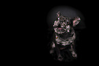 female French Bulldog