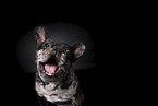 female French Bulldog