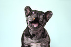 French Bulldog Portrait
