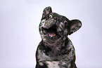 French Bulldog Portrait