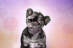French Bulldog Portrait