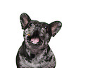 French Bulldog Portrait
