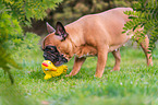 French Bulldog with toy