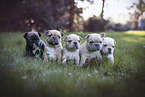 French Bulldog Puppies