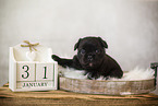 longhaired French Bulldog Puppy