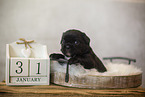 longhaired French Bulldog Puppy