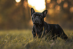 adult French Bulldog