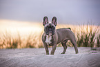 French Bulldog at the beach