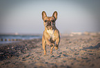 French Bulldog at the beach
