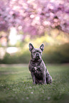 French Bulldog in spring