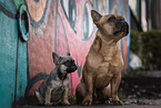 2 French Bulldogs
