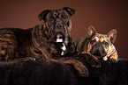 2 dogs