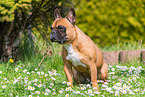 female French Bulldog