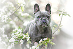 French Bulldog in spring