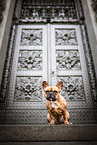 female French Bulldog
