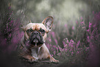 female French Bulldog