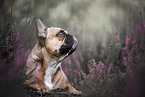 female French Bulldog