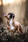 female French Bulldog