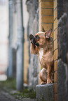 female French Bulldog