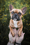 female French Bulldog