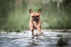 female French Bulldog