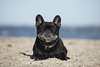 old French Bulldog