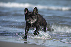 old French Bulldog