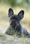 blue French Bulldog
