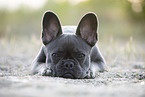 blue French Bulldog