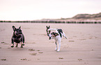 3 dogs