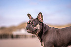 female French Bulldog
