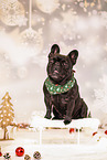French Bulldog in studio