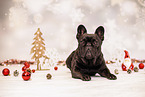 French Bulldog in studio