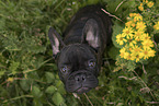 French Bulldog Puppy